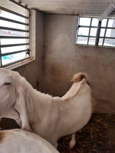urgent goat for sale 2