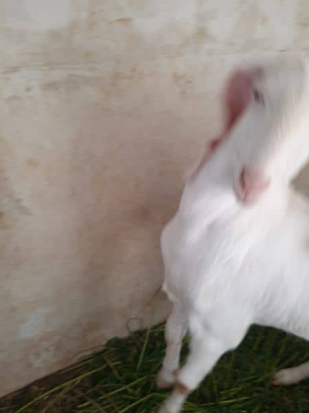 urgent goat for sale 5