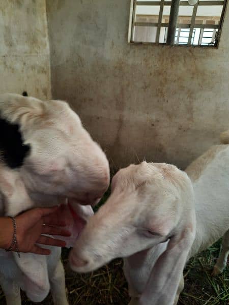 urgent goat for sale 7