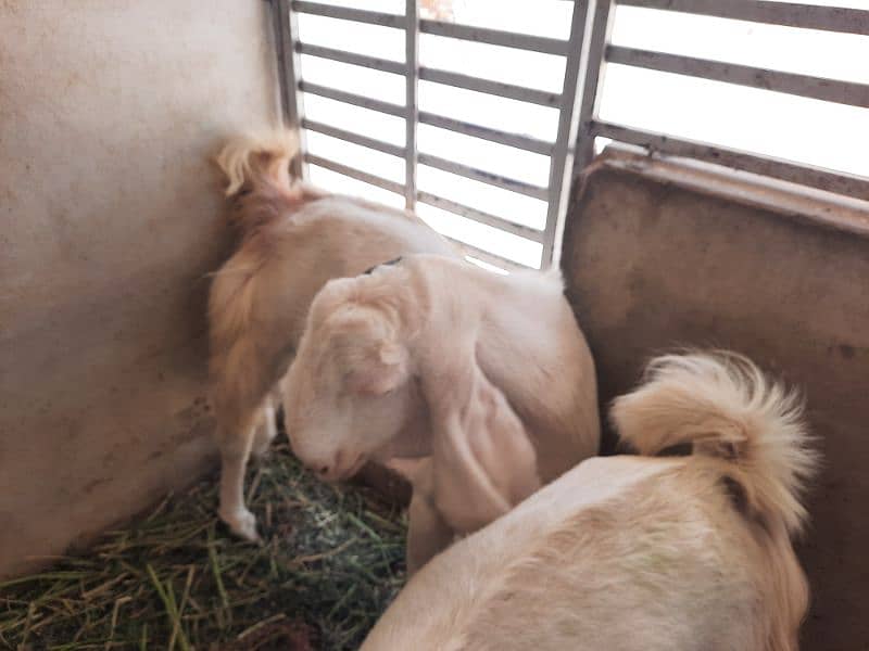 urgent goat for sale 8