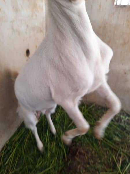 urgent goat for sale 9