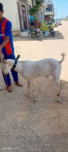 goats it's new contact 03314041058 0