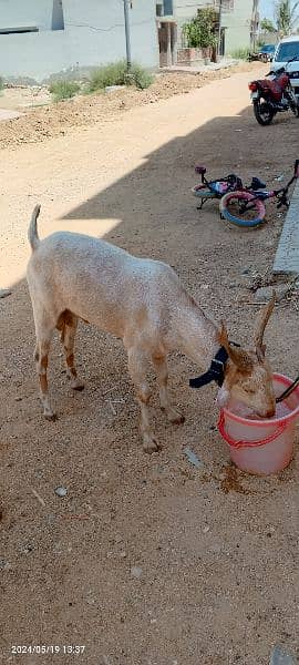 goats it's new contact 03314041058 1