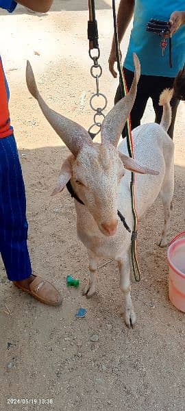 goats it's new contact 03314041058 2