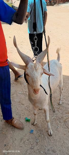 goats it's new contact 03314041058 3