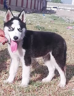 Siberian Husky | Husky Male Blue Eye Dog For Sale