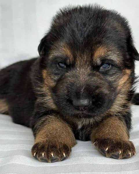 German Shepherd puppies 4