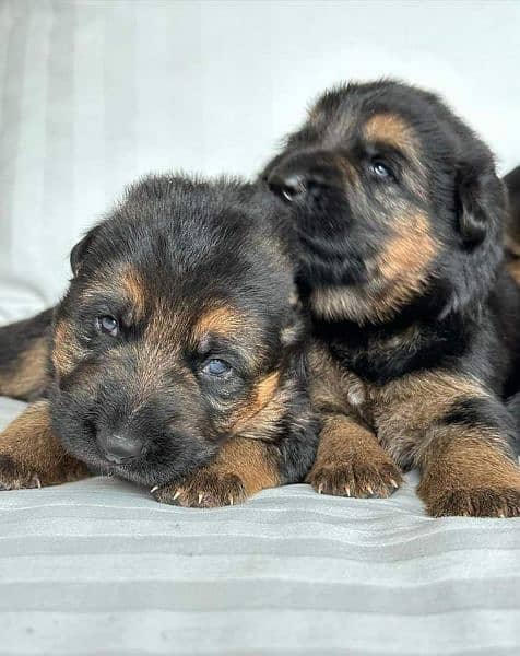German Shepherd puppies 6