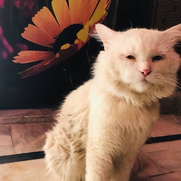 Persian male cat 4