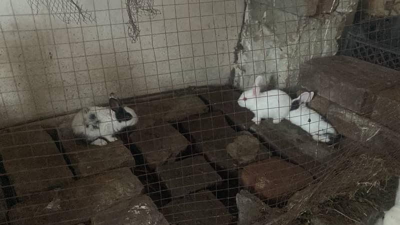 Rabbits For Sale Very Cheap 0