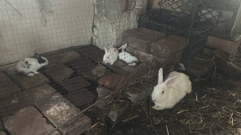 Rabbits For Sale Very Cheap 1