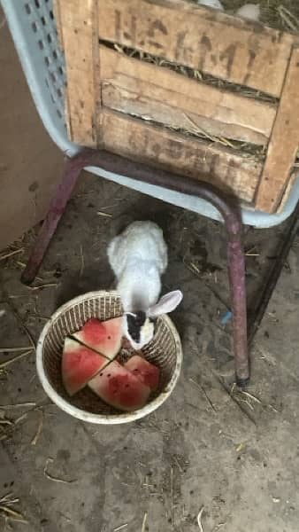 Rabbits For Sale Very Cheap 2
