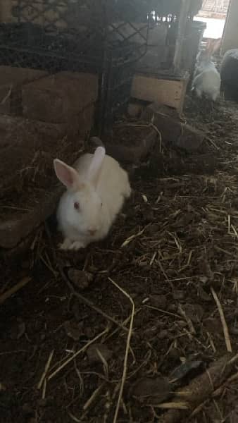 Rabbits For Sale Very Cheap 3