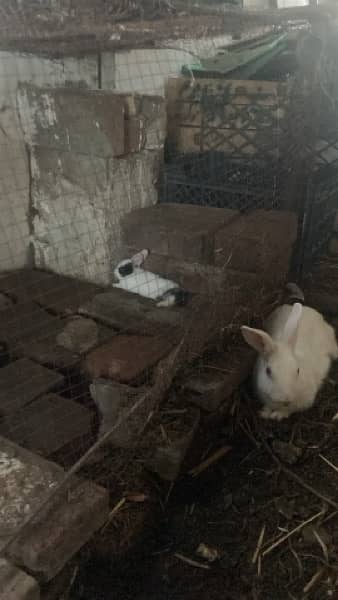 Rabbits For Sale Very Cheap 4