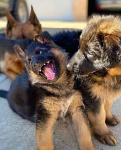 German Shepherd GST puppies available high quality