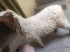 dysi sheep bheer femle for sale healty and active