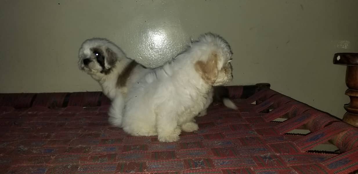 Shitzu 2.5 month old puppy 1