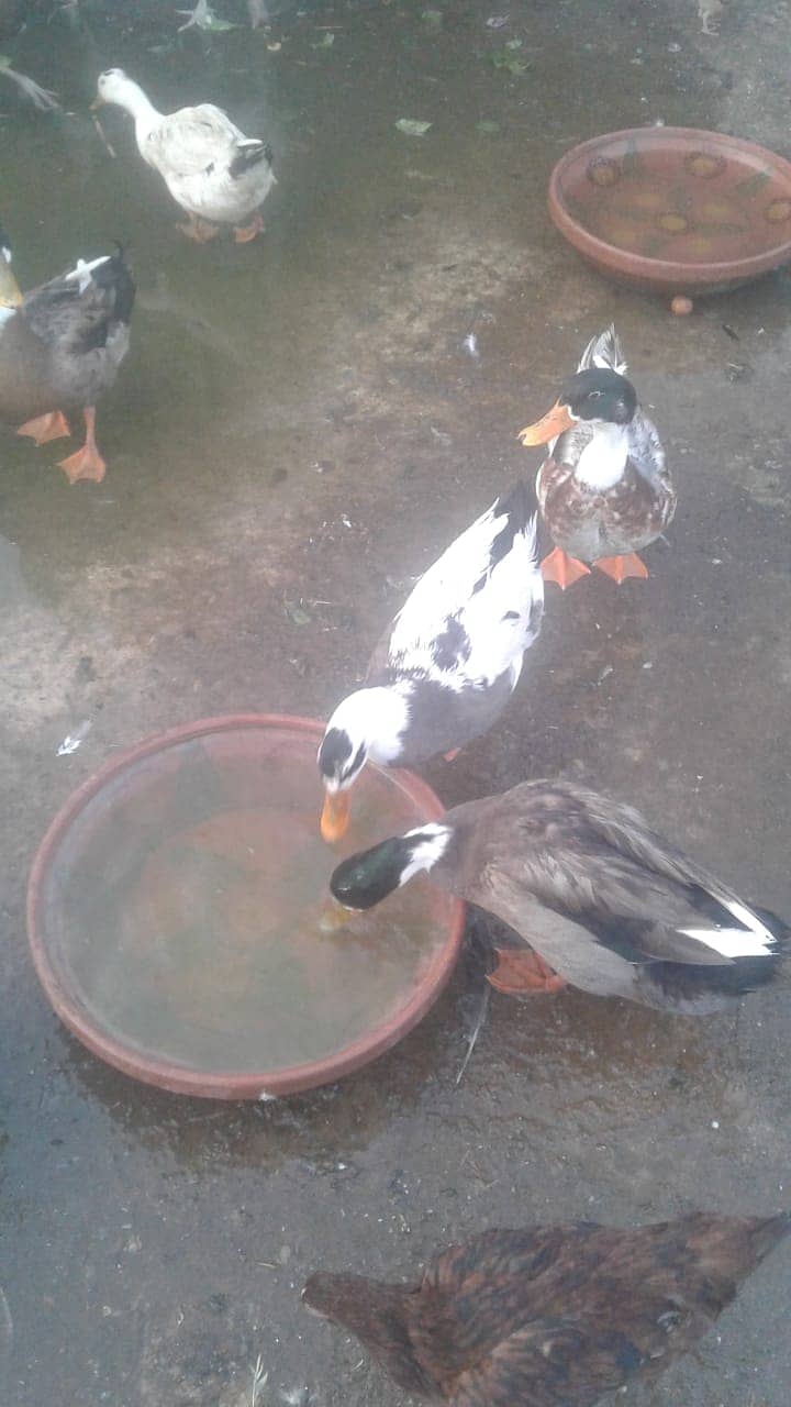 Ducks 0