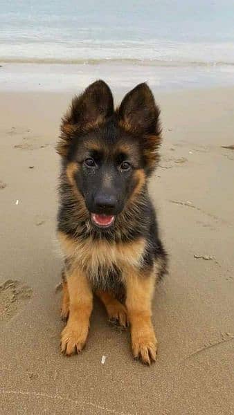 German Shepherd high quality puppy 0