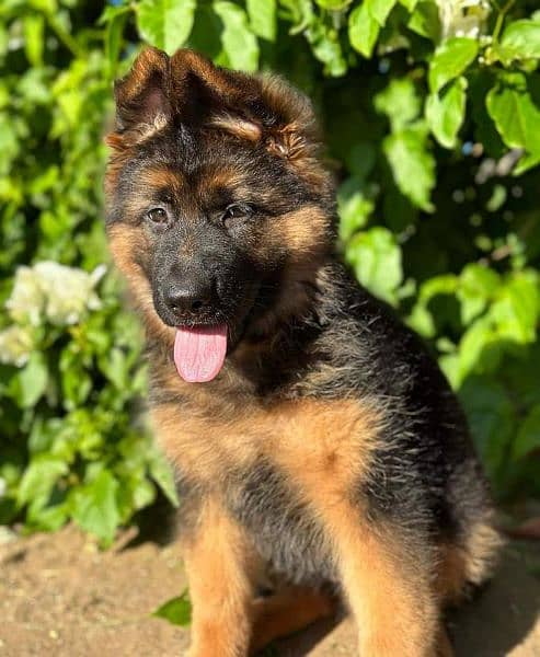 German Shepherd high quality puppy 3