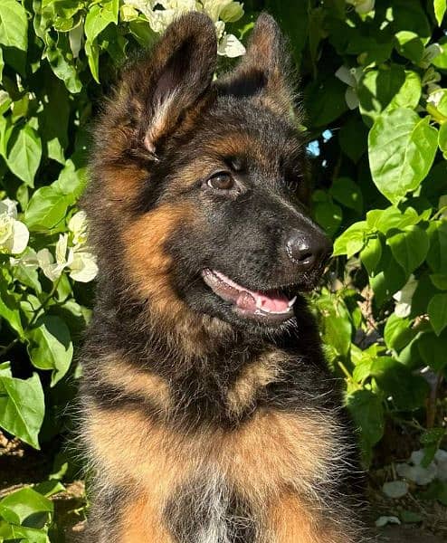 German Shepherd high quality puppy 4