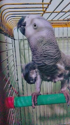 African Gray 03314306484