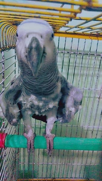 African Gray 03314306484 1