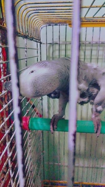African Gray 03314306484 2