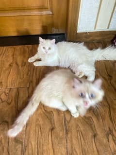 persian cat pair for sale