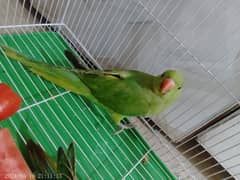 Green Parrot handtame /Green Ringneck/Pair of Parrot /