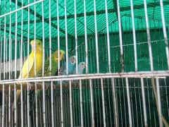 Australian parrot for sale available 03241631401 WhatsApp and call
