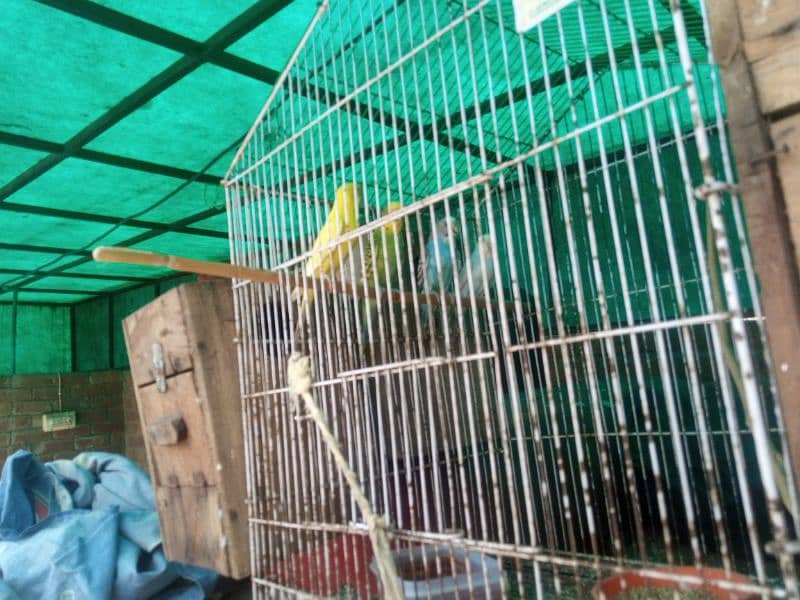 Australian parrot for sale available 03241631401 WhatsApp and call 2