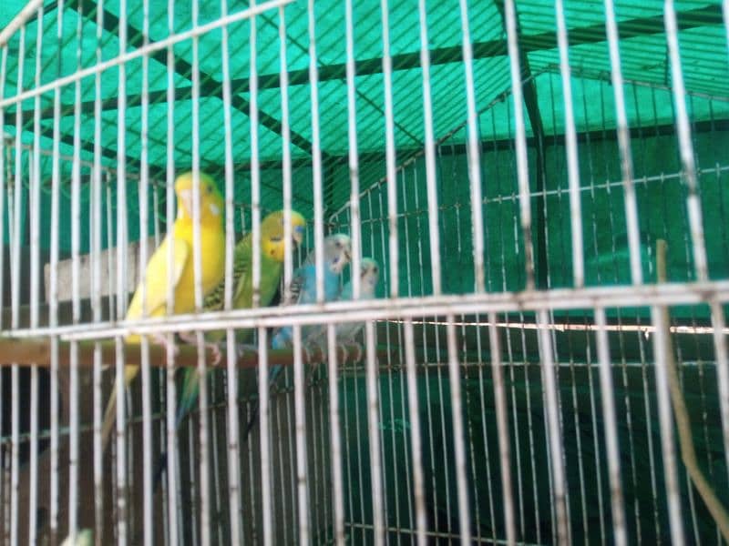 Australian parrot for sale available 03241631401 WhatsApp and call 4