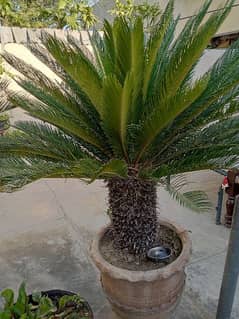 kangi palm plants
