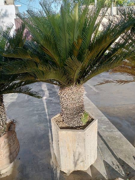 kangi palm plants 1