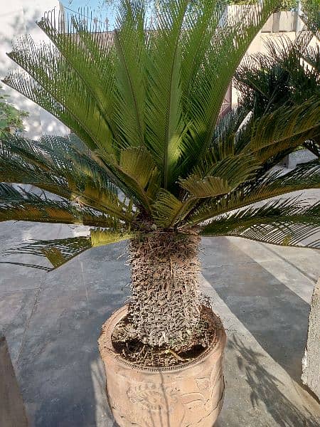 kangi palm plants 2