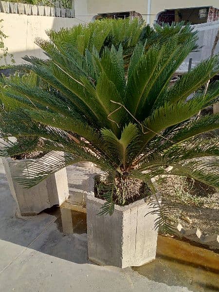 kangi palm plants 3
