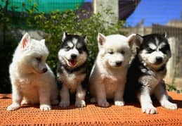 siberian Husky Wolly Coat puppies