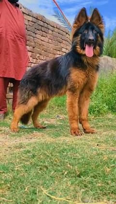 German shepherd Male Dog For Sale 0