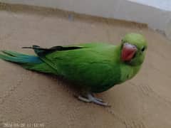 Green Parrot/Green Ringneck/Pair of Parrot for Sale/Parrot for Sale