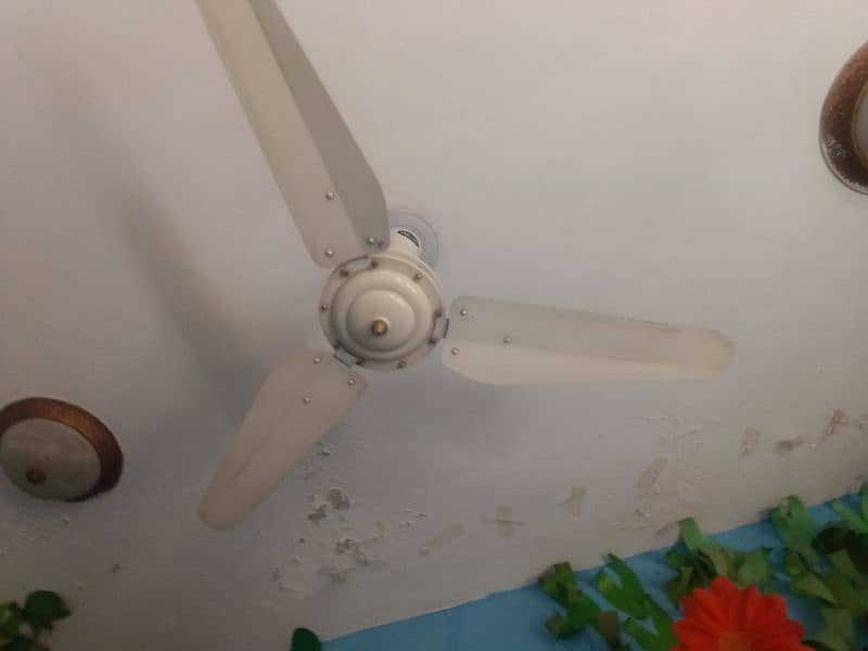 used celling fan in perfect condition 11