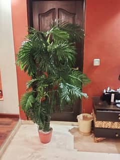 big size tree available 0