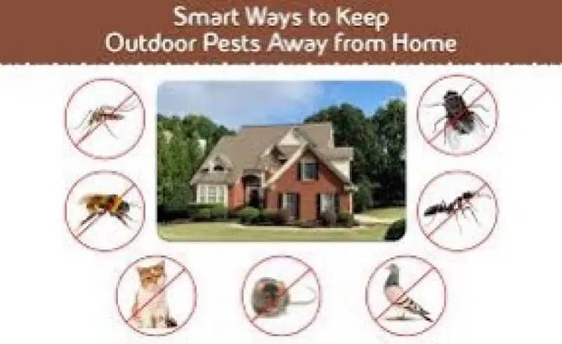 Termite & Pest Control Fumigation Mosquitoes Dengue Spray Deemak Rats 6