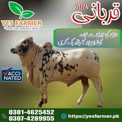 Wacha / Qurbani ka janwar /Bull / Desi bulls /Bachra for sale
