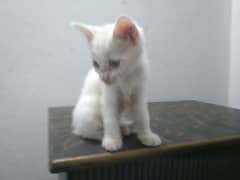 white kitten blue eyes dubal coated