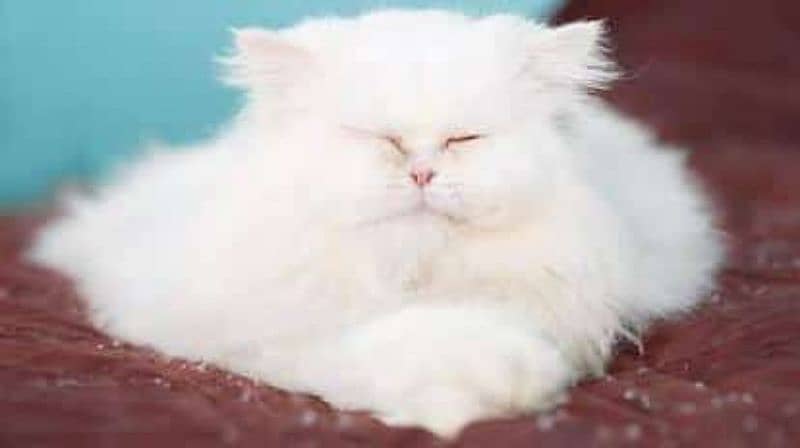 Percian Cats Pure Triple Coat Females For sale Whatsapp me 03198109155 2