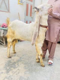 Bakra for sell