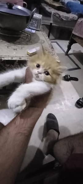 Persian cat/Persian kittens/triple coated/punch face 4