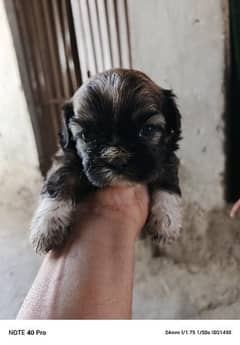 Shitzu male puppy