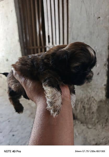 Shitzu male puppy 1